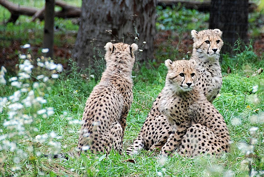 tres, guepardos, verde, cubierto, tierra, sin título, guepardo, animales jóvenes, zoológico, grandes felinos