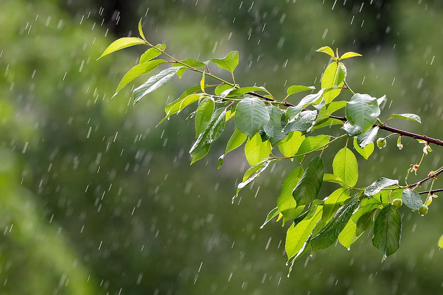 selektif, fokus fotografi, hijau, berdaun, tanaman, hujan, cuaca, curah hujan, tetesan hujan, cabang pohon