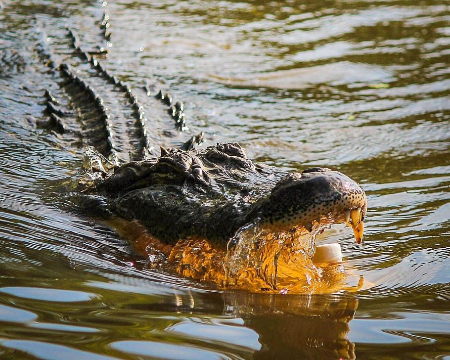crocodile, open, mouth, water, alligator, american alligator, gator, dangerous, attack, louisiana