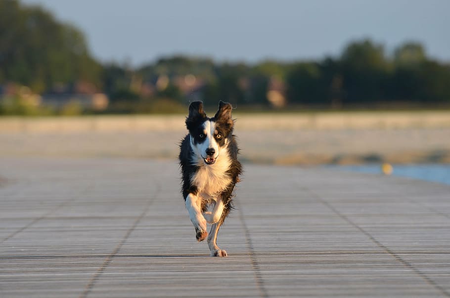 border collie, running dog, british sheepdog, dog on beach, call up, dog, animal, pet, race, pets