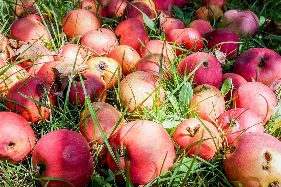 maçã, maçãs, alimentação, fruto, velho, podre, buraco, grama, outono, comida
