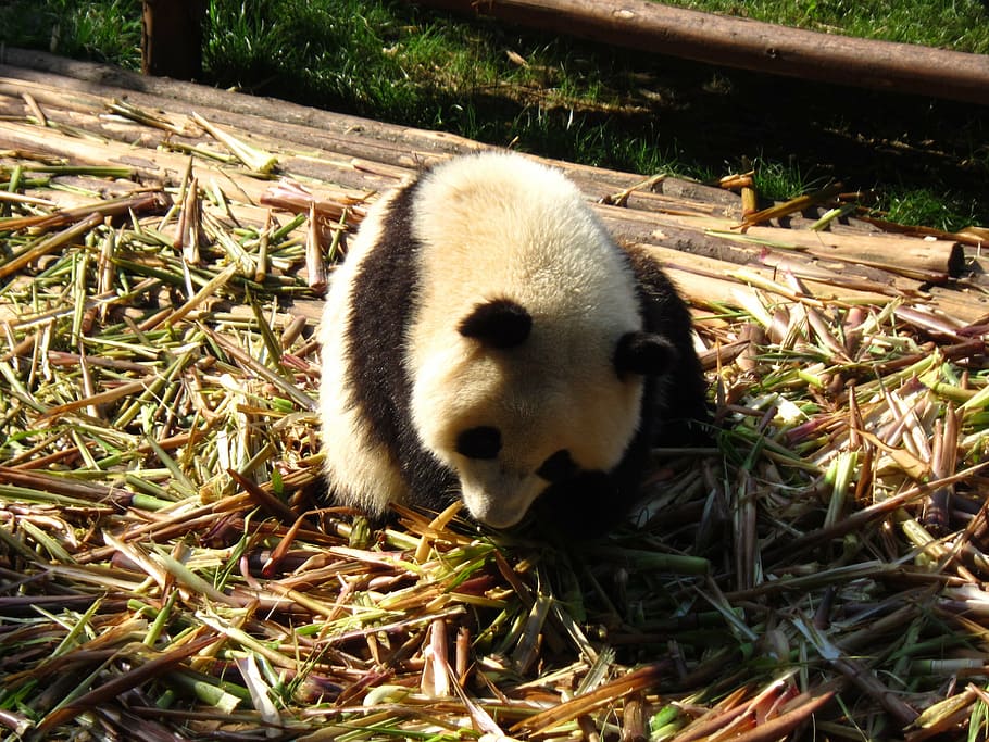 panda, sichuan, moe, panda - Animal, animal, bear, mammal, cute, nature, wildlife