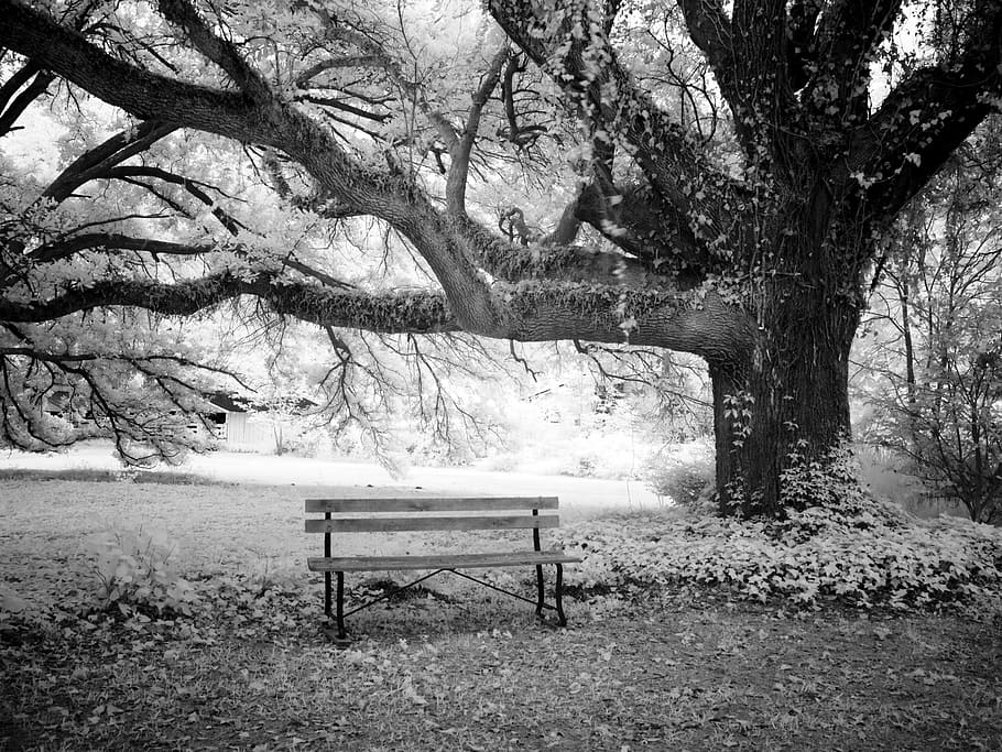wooden, bench, tall, tree grayscale photo, bank, tree, meadow, rest, harmony, recovery