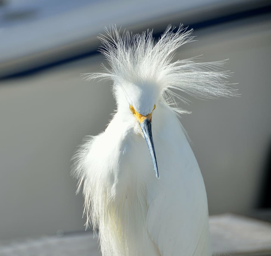focus photo, snowy, egret bird, snowy egret, bird, wildlife, white, america, heron, marsh