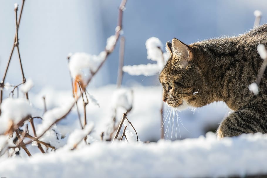 marrón, atigrado, gato, nevado, campo, invierno, nieve, gato doméstico, mascota, sigilosamente