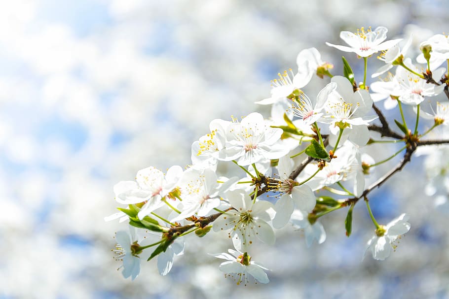 white, petaled flowers, brown, branch, flowering crabapple, flower, cherry, nature, plant, tree