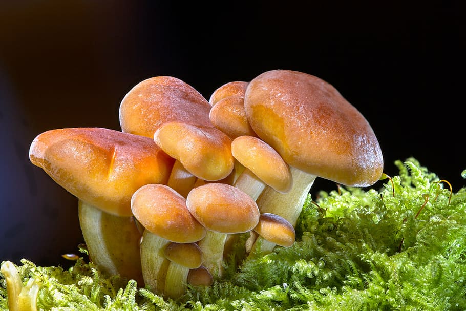closeup, brown, fungus, mushroom, wood fungus, sponge, mini mushroom, small mushroom, mushroom group, food