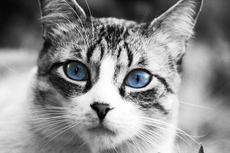 ロシアンブルー猫, 猫, 動物, ペット, 猫の顔, 猫の鼻, 青い目, 観察, 自然, 獣医