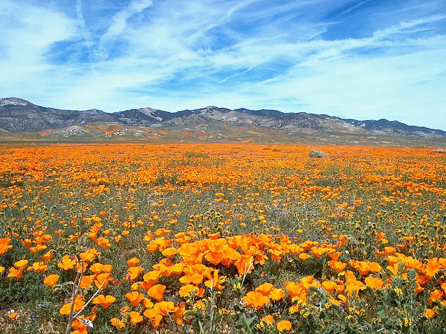 fotografi, oranye, bidang bunga, bunga liar, bunga, flora, padang rumput, mekar, bidang, california