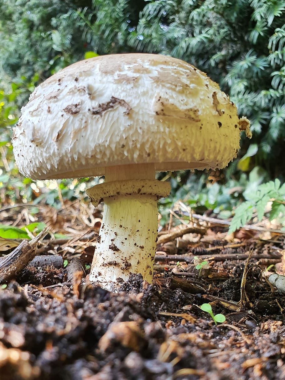 Mushroom Perlpilz Autumn September Forest Floor Fungus