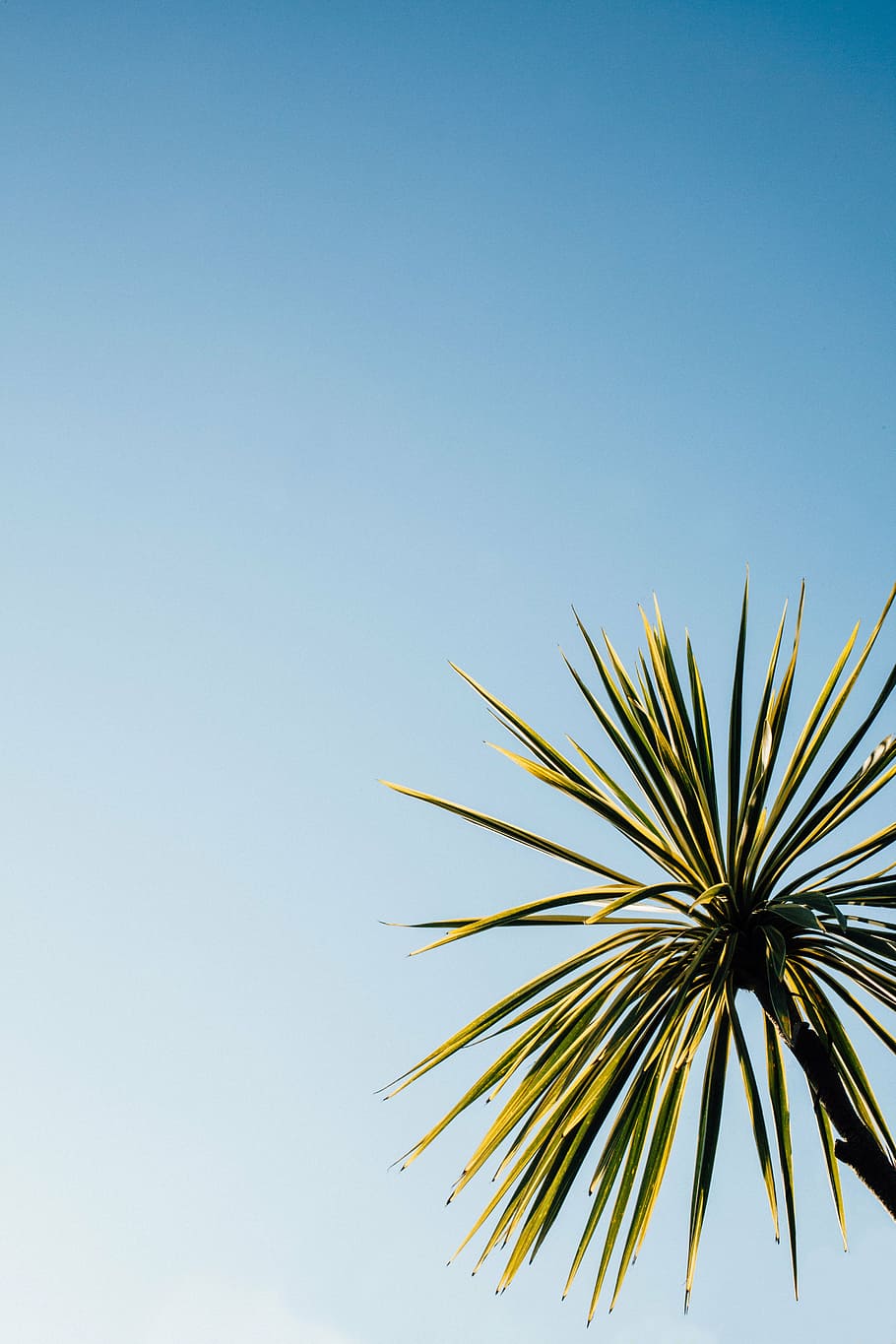 green palm tree, green, plant, tree, leaf, blue, sky, clear sky, low angle view, nature