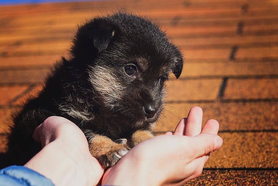 person, holding, short-coated puppy, puppy, black, kindness, little puppy, human hand, hand, human body part