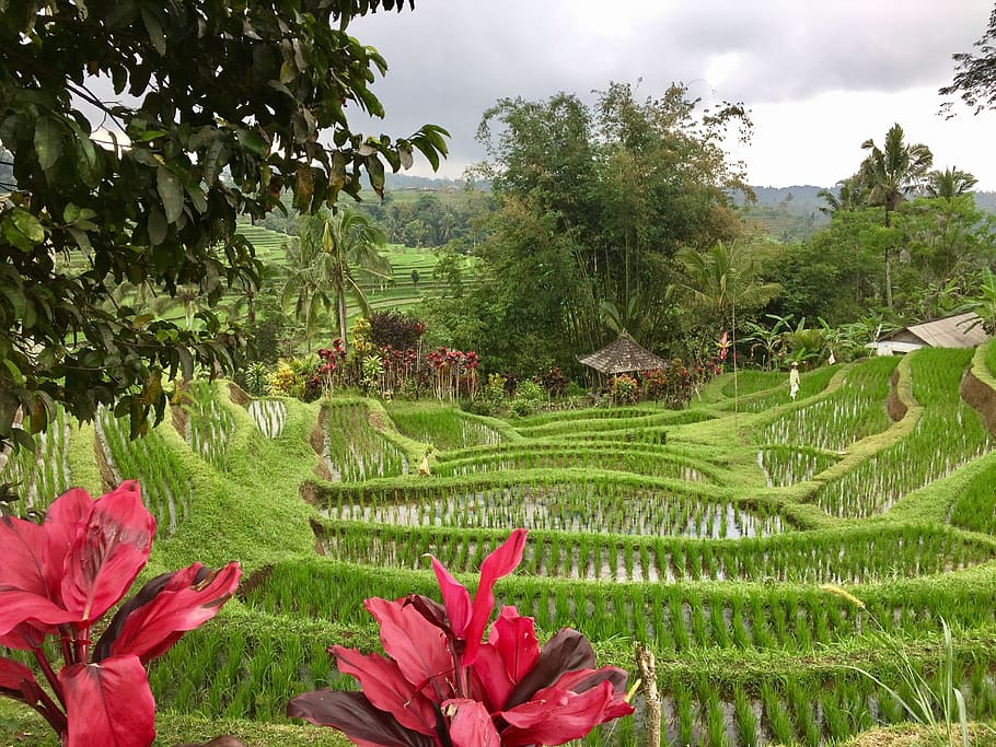 campo de arroz, bali, indonesia, planta, crecimiento, belleza en la naturaleza, árbol, color verde, flor, naturaleza