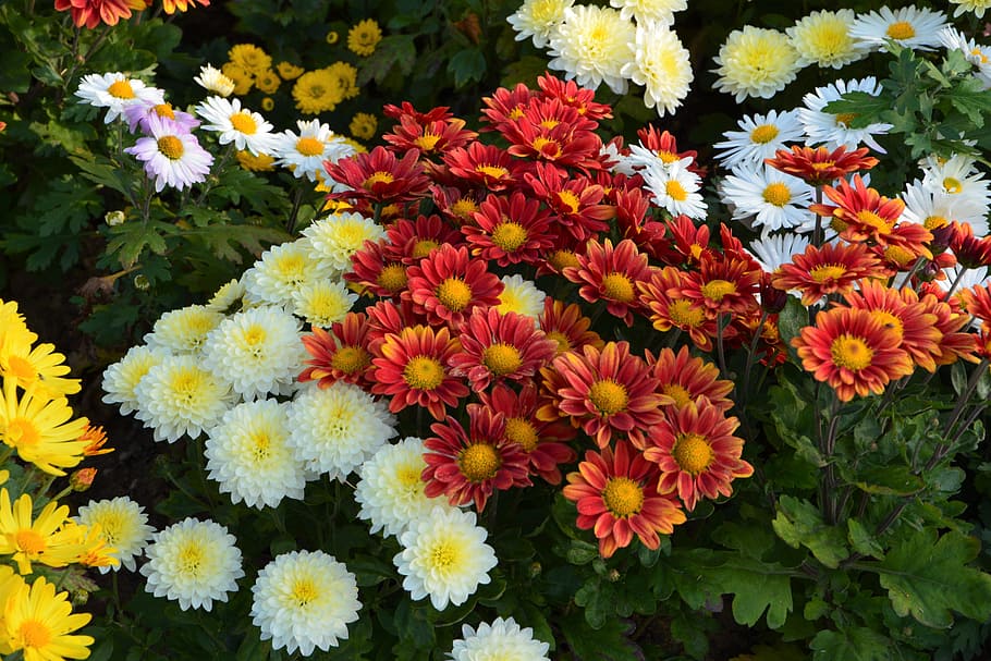 cluster, berbagai macam warna bunga, bunga, hidup chichewa, warna hidup, tanaman, makro, bunga musim gugur, alam, gambar bunga