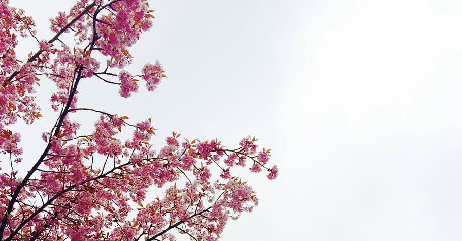 worm-eye-view, pink, flowers, cherry, blossoms, daytime, nature, branches, twigs, trees