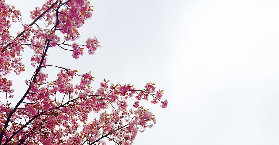 nature, plants, trees, pink, cherry, blossoms, japan, sky, flower, flowering plant