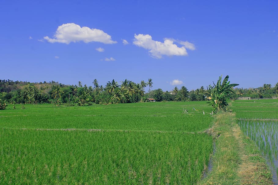 field, padi, green, agriculture, irrigation, view, nature, pictures, images, kupang