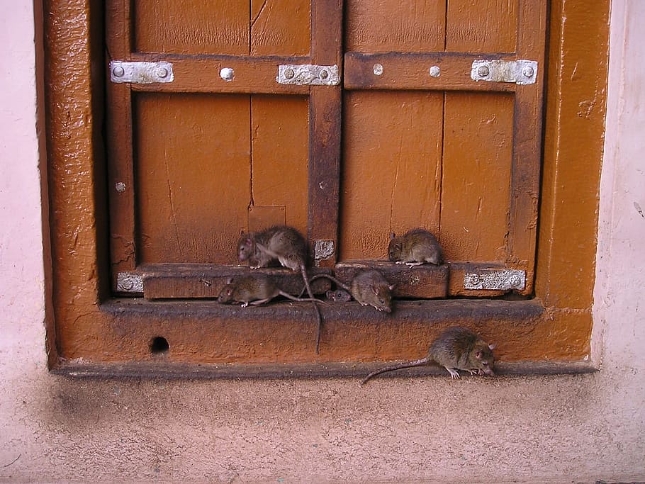 five, brown, rats, window grille, Rat, India, Temple, Holy, rat temple, wood - material