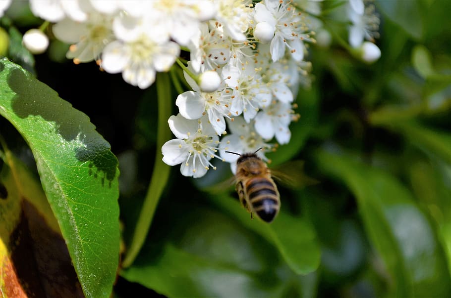 abelha, bom, abelhas, flor, mel, fechar-se, flores, jardim, polinizar, hotel de insetos