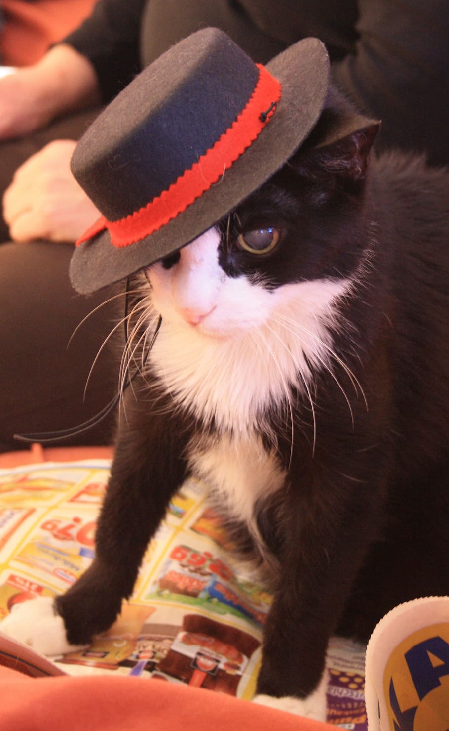 tuxedo cat, wearing, hat, cat, animals, animal world, carnival, pets, domestic, mammal