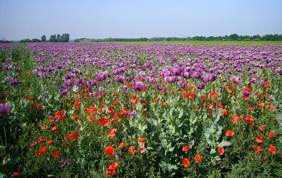 Apiun, bidang, bunga poppy, bunga, bidang bunga poppy, mohngewaechs, violet, pertanian, lavender, ungu