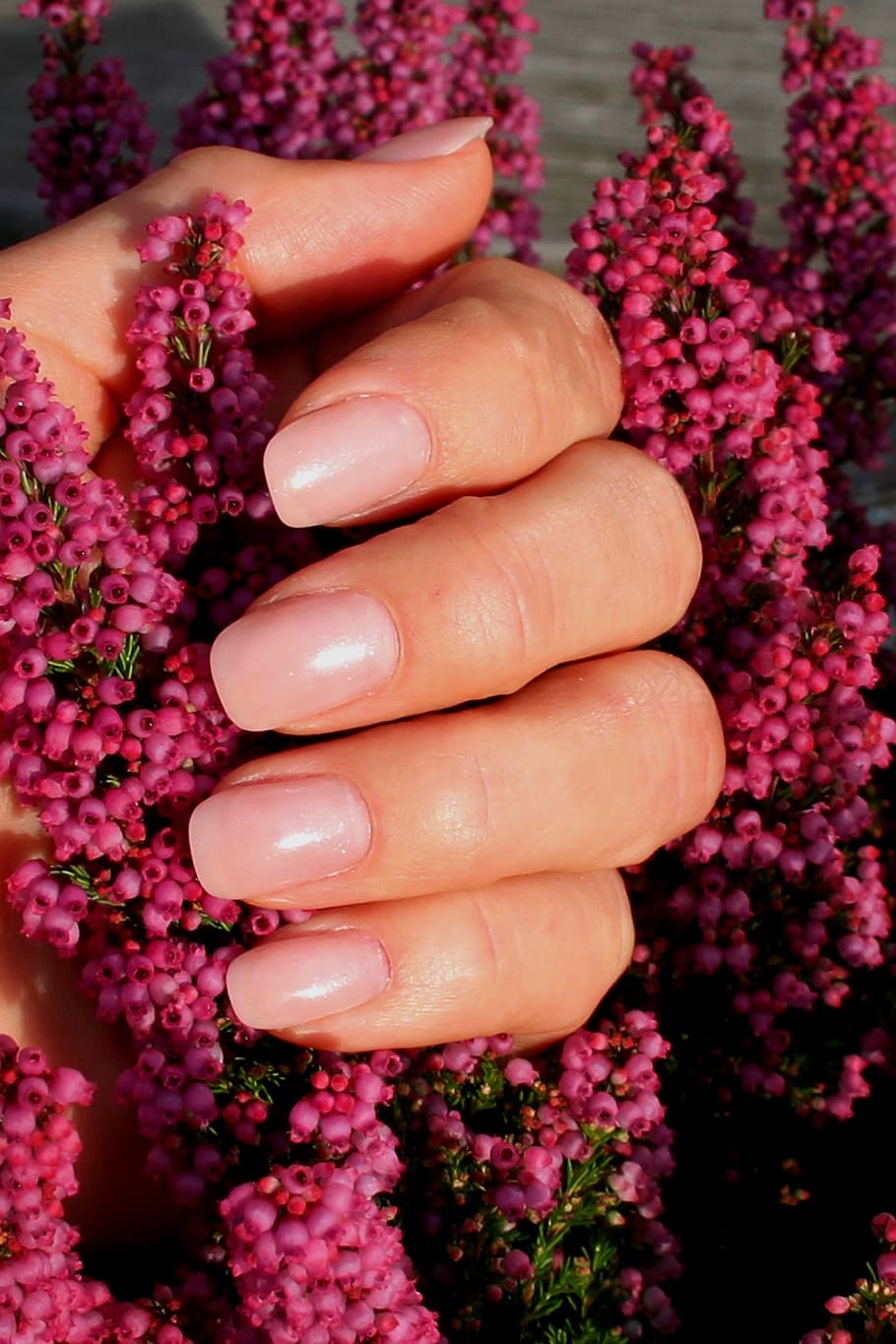 fingernails, baby boomers, manicure, nail design, nail varnish, flower, flowering plant, pink color, human hand, human body part