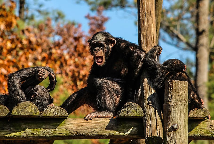Chimpancés, familia, simios, familia de chimpancés, homínidos, animales, vida silvestre, salvaje, zoología, mamíferos