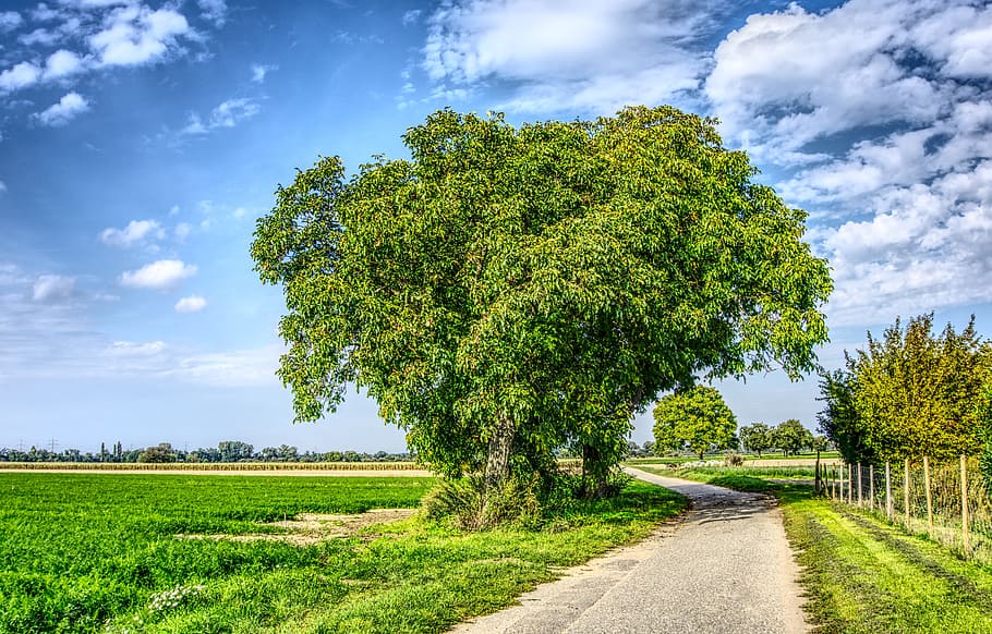 tree, green, sky, blue, clouds, meadow, arable, agriculture, nature, hdr