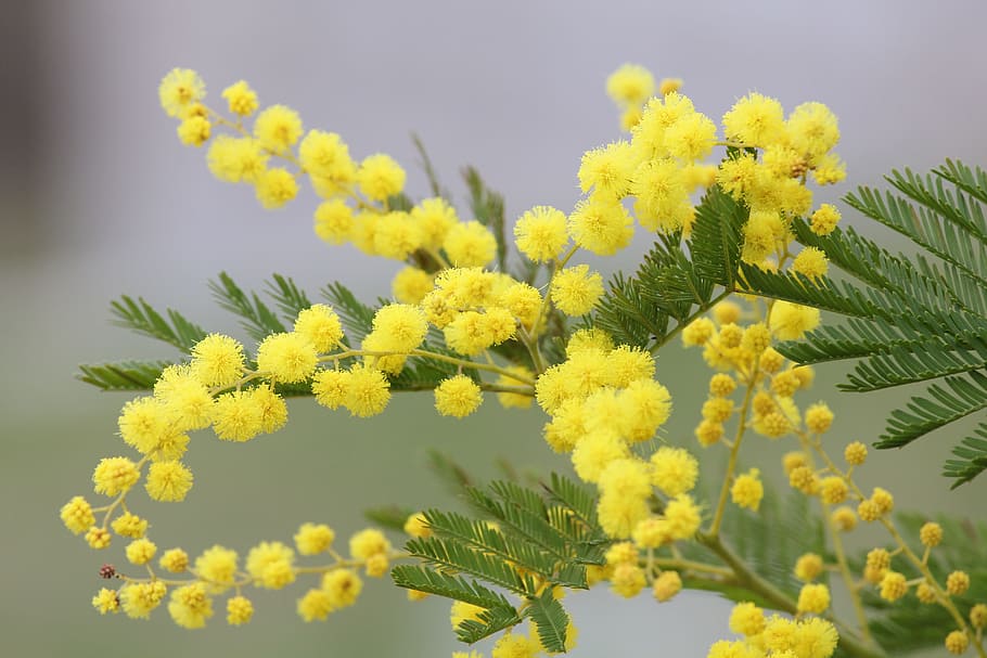 yellow flowers, mimosa, yellow flower, spring, nature, floral, march 8, mother, yellow, flower