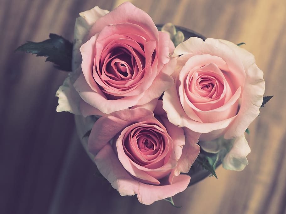 three, pink, petaled flowers, rose, flower, petal, love, bouquet, romance, romantic
