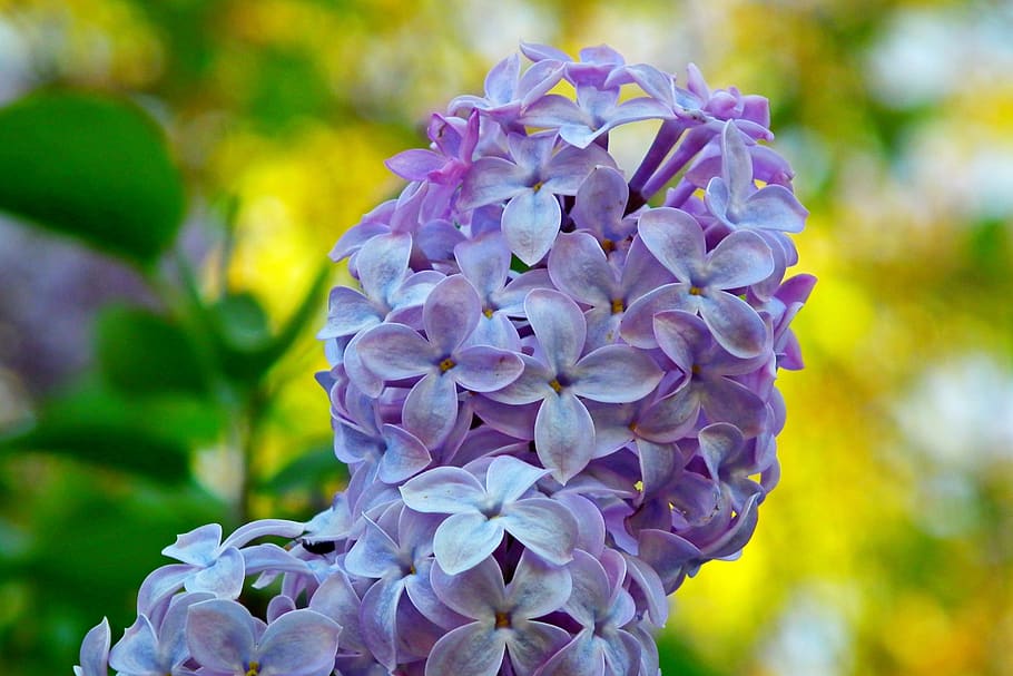 lilac, flowers, blue, spring, garden, nature, the smell of, plant, bush, blooming