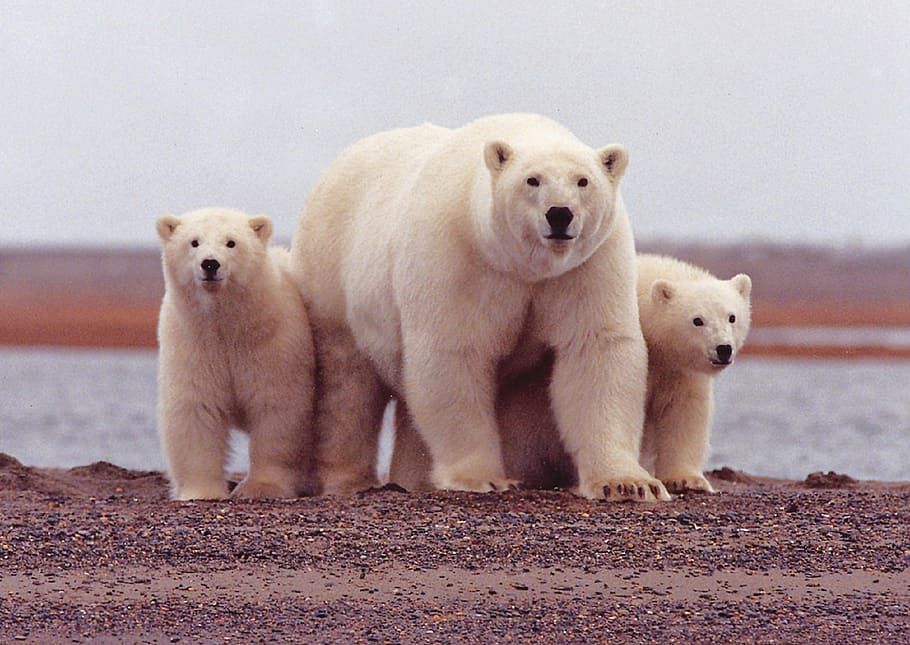 wildlife, three, polar, bear, cubs, female, summer, sow, nature, wild