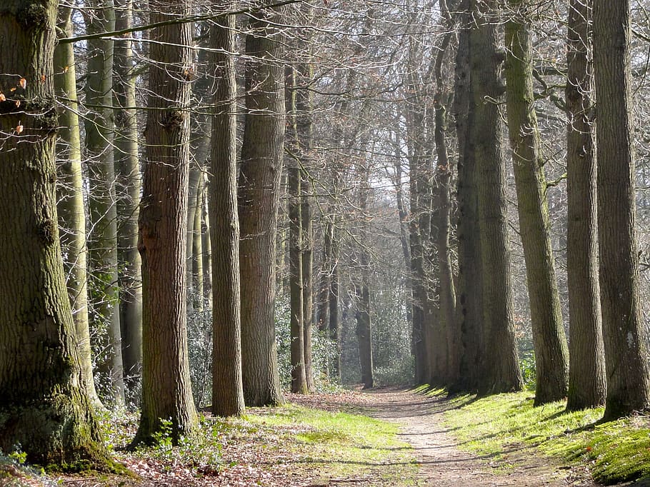 pathway between trees, netherlands, landscape, forest, trees, woods, nature, outside, lane, trail