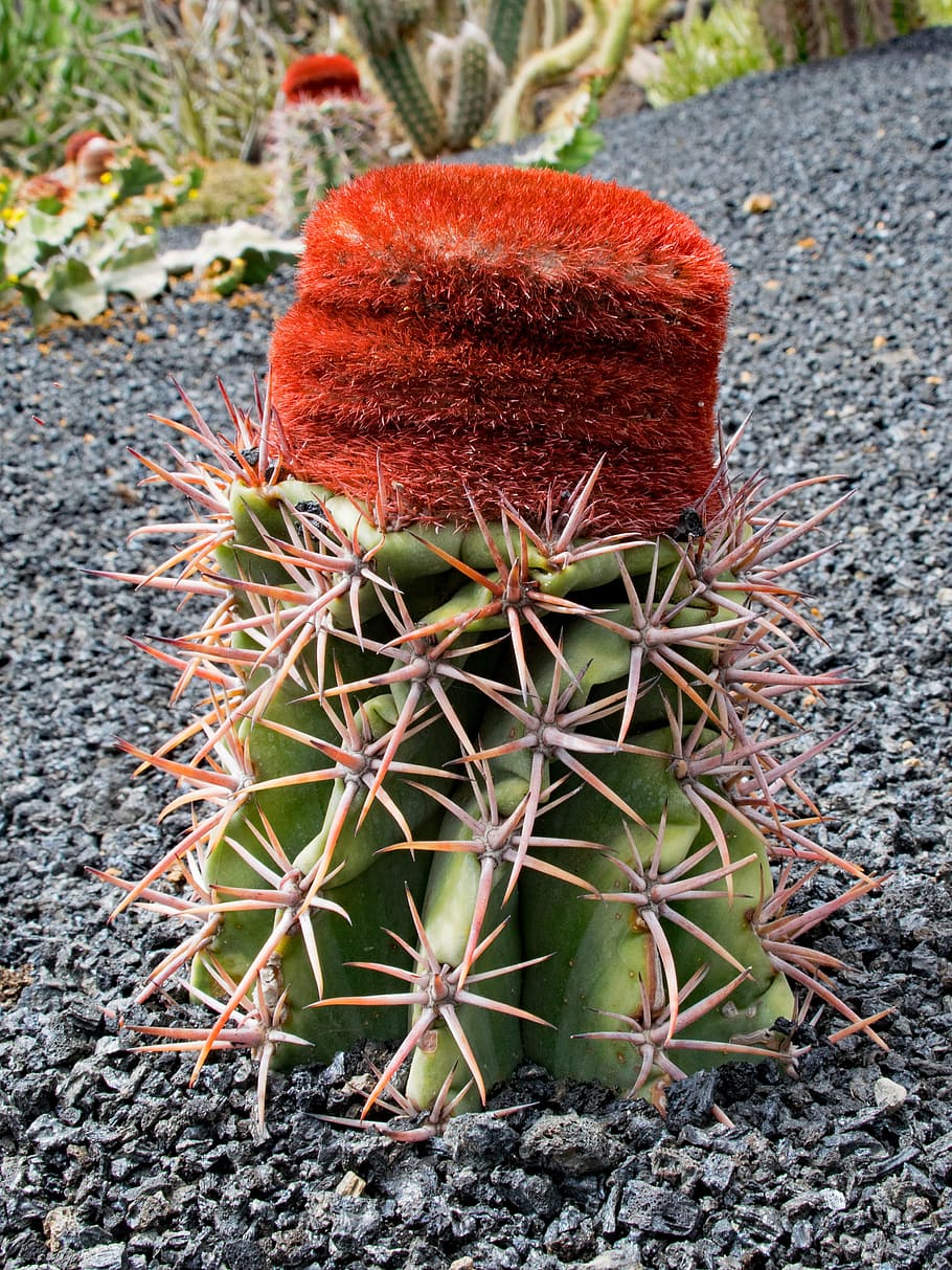 jardin de cactus, サボテン, ランサローテ島, スペイン, アフリカのアトラクション, グアティザ, 溶岩, 岩, 自然, 植物