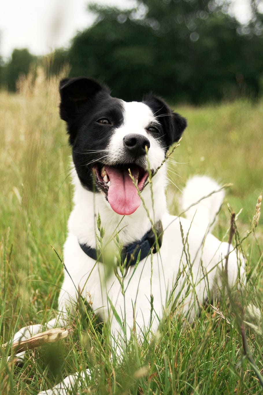 white, black, dog, lying, grassfield, jack russell, animal, grass, nature, tongue