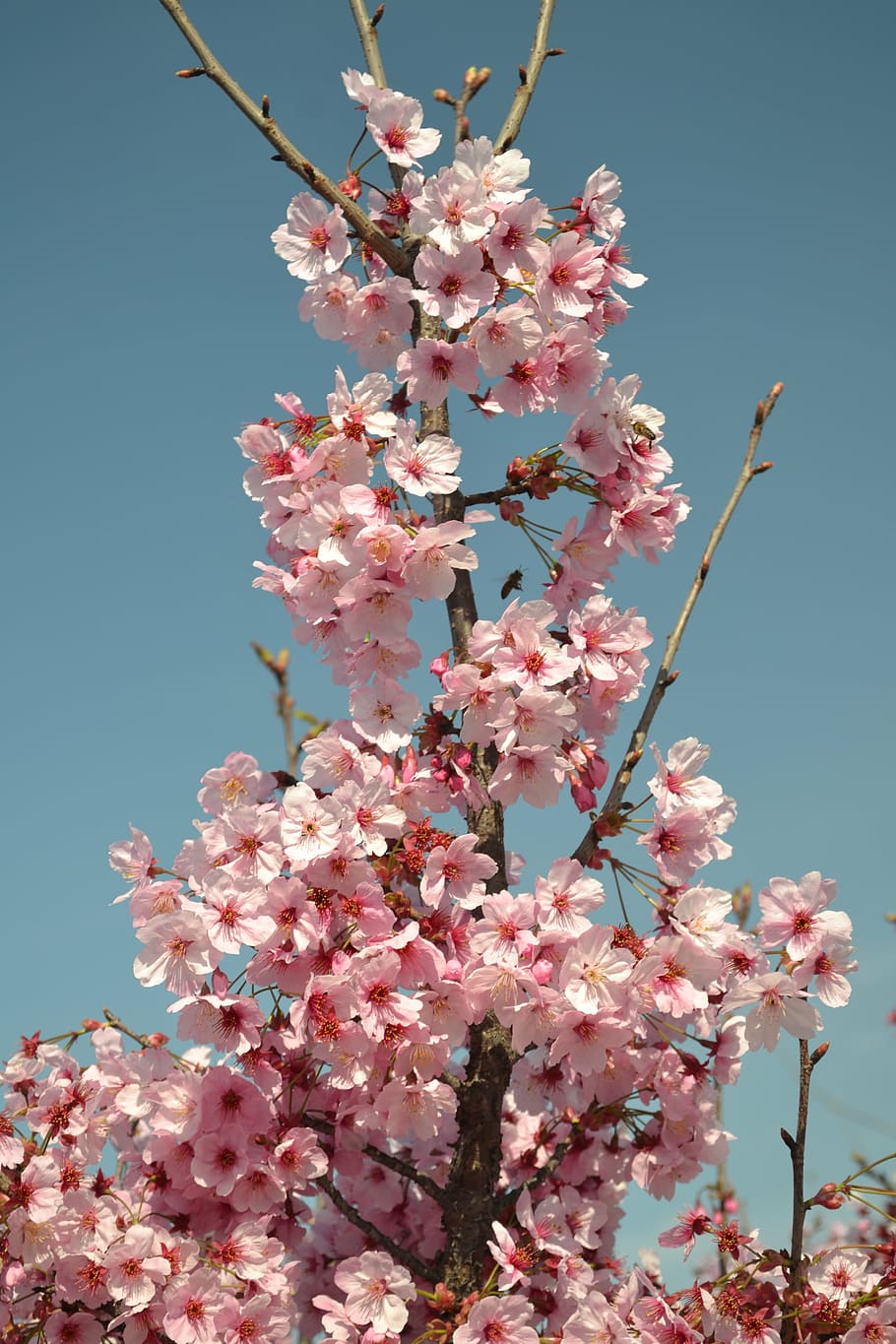 primavera, flor, rosa, blanco, flores, por cierto primavera, naturaleza, flores de primavera, jardín, doga