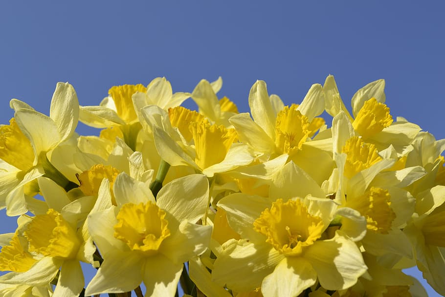 花, 水仙, 球根植物, 春, 春の花, 黄色い花, 水仙の花束, フラワーガーデン, 黄色, 青