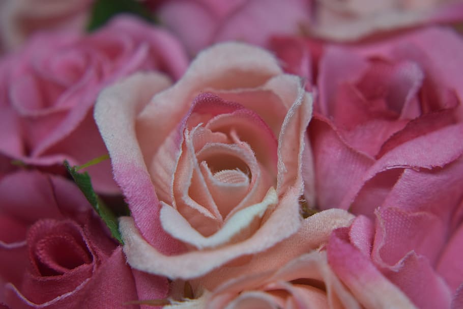 rosa, fabric, decorative, flower, artificial, romantica, decoration, flowers, beauty in nature, pink color