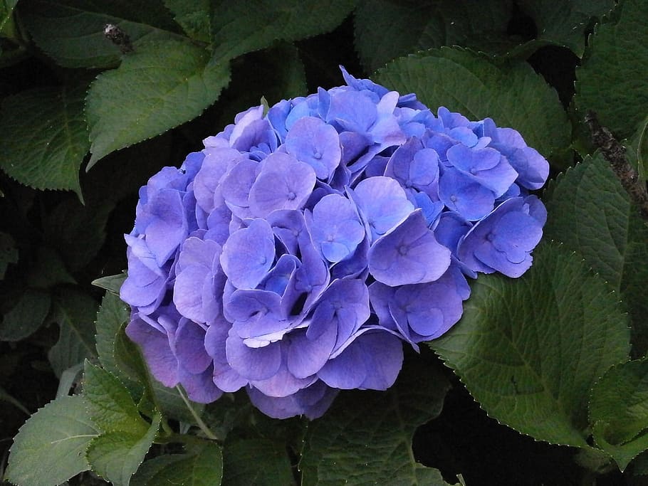 purple, broad, petaled flower, hydrangea, summer flowers, blue flowers, purple flowers, flower, flowering plant, plant