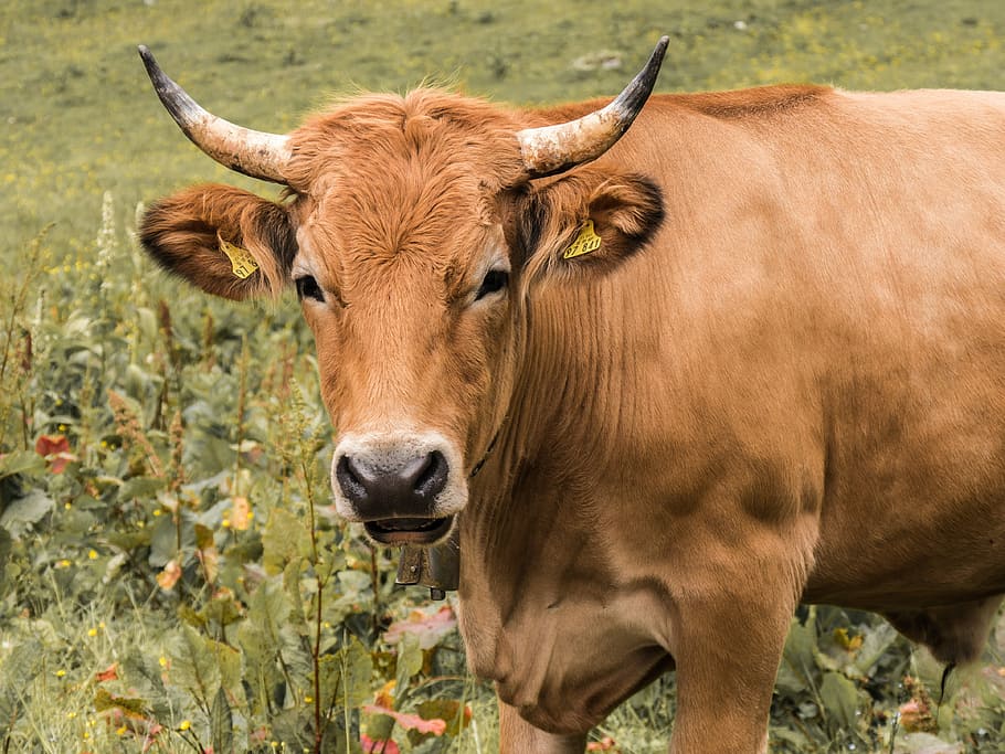 brown, cow, grass field, beef, livestock, agriculture, horns, animal, animal themes, mammal
