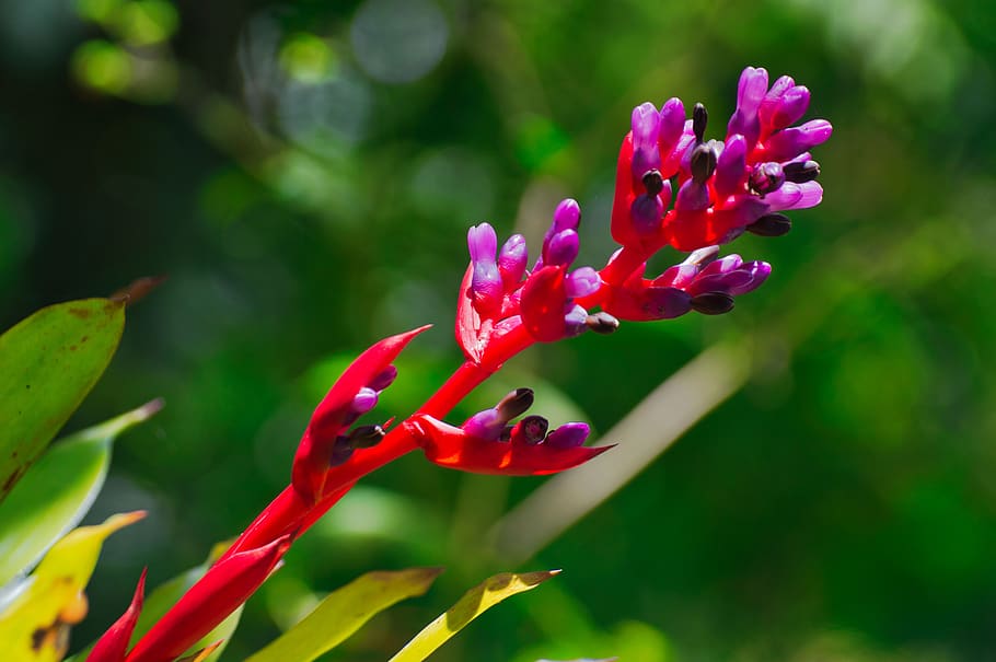 cartago, costa rica, flower, bromelia, nature, plant, bromeliads, flowering plant, beauty in nature, growth