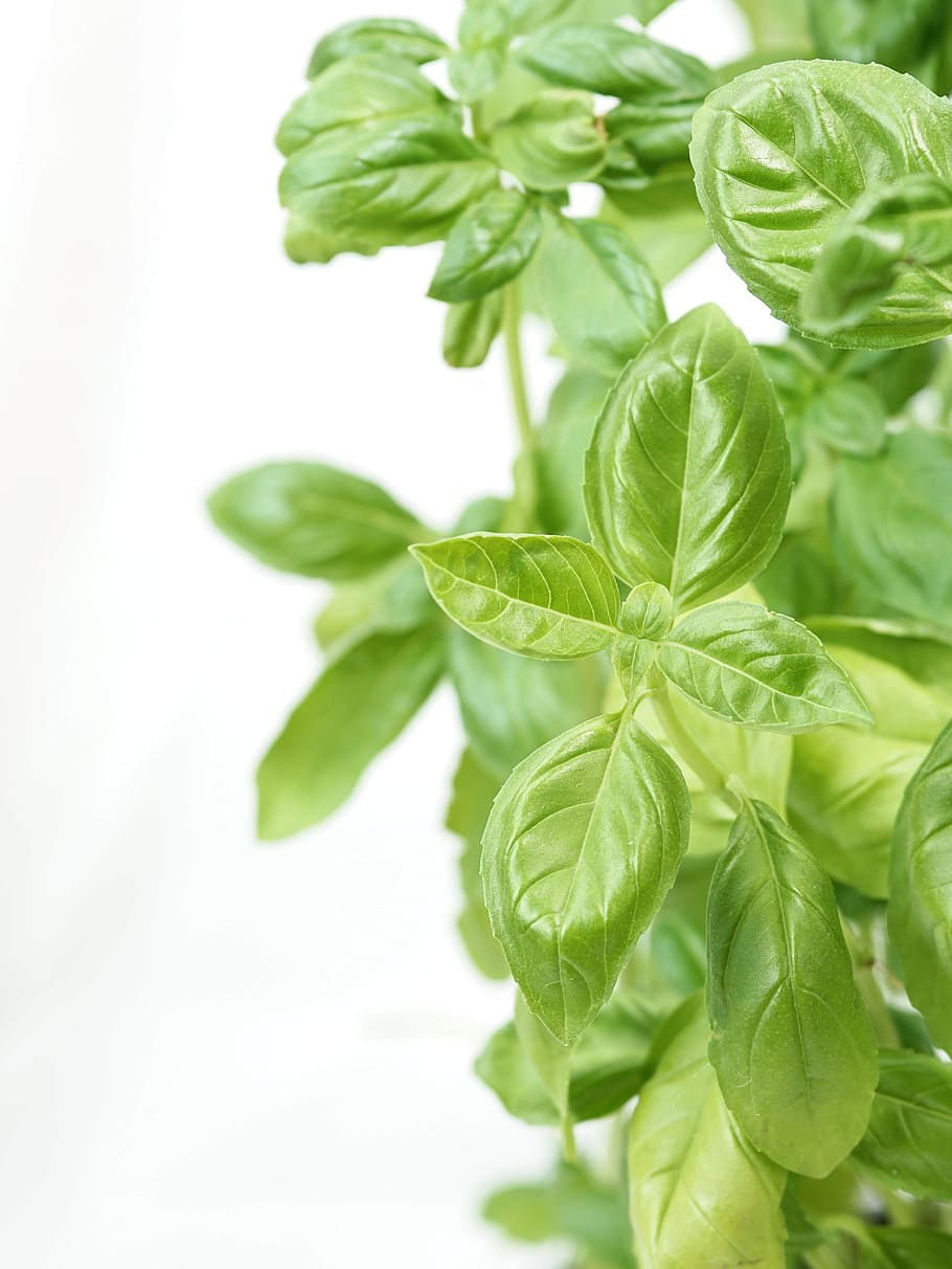 green, leafed, plants, white, background, basil, aroma, italian, spice, herbs