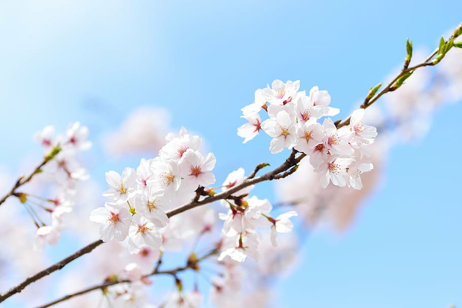 putih-dan-merah muda, ceri, bunga, mekar, siang hari, Jepang, lanskap, musim semi, tanaman, alami