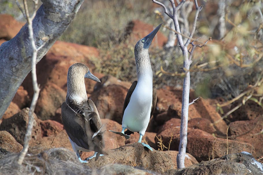 two, white-and-brown birds, stone, galapagos islands, booby, blue, feet, dance, mating, bird