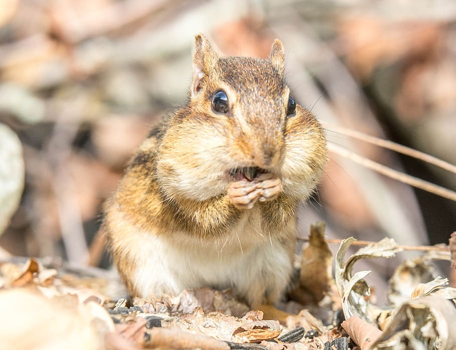 rodent, chipmunk, furry, nature, cute, wildlife, outdoors, adorable, animal wildlife, mammal