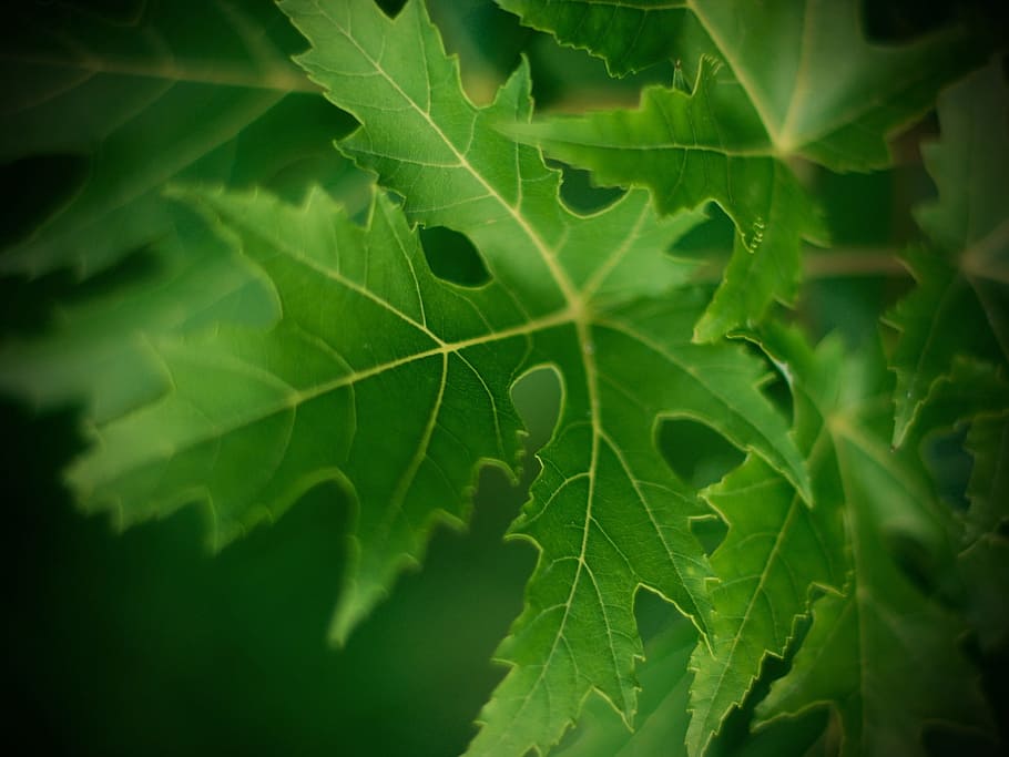 leaf, macro, veins, nerves, green, nature, plant, green leaf, fresh, season