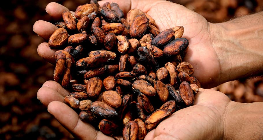 Primer plano, foto, grano de café, persona, mano, manos, cacao, delicioso, semillas de cacao, grano de cacao