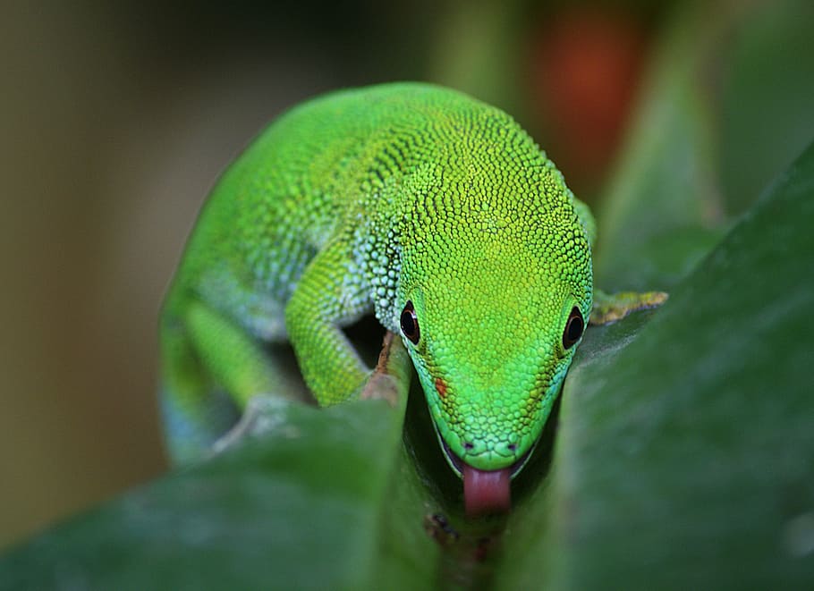 lizard, licks, leaf, one animal, green color, animal themes, animals in the wild, close-up, animal, reptile