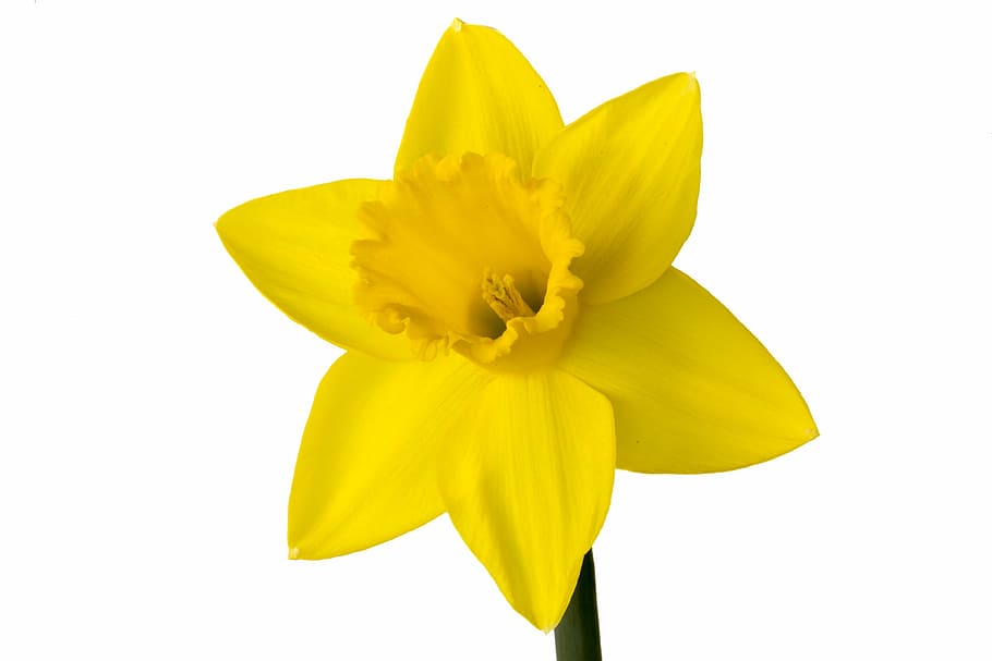 yellow daffodil flower, narcis, flower, yellow, white background, bloom, marco, isolated, spring, petal