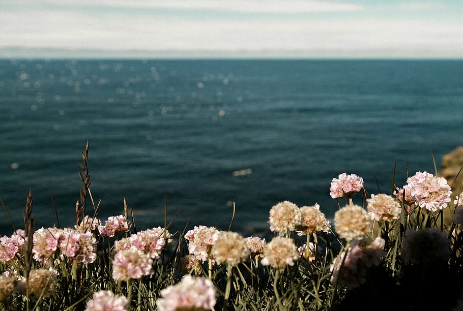 pink, clustered, petaled flowers, sea, daytime, flowers, green, grass, near, ocean